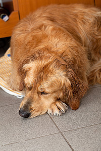 金毛猎犬回收器悲伤喘气宠物处理哺乳动物长发舌头伴侣程序图片