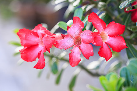 粉红沙漠玫瑰或Impala Lily或Mock Azalea花朵沙漠热带叶子百合花束园艺植物学植物阳光生物学图片