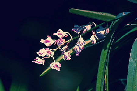 卷曲的花簇家族花朵兰花飞蛾背景图片