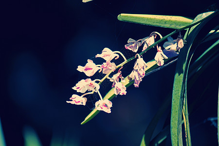 卷曲的家族兰花花朵飞蛾花簇图片