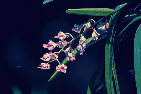卷曲的兰花花簇飞蛾家族花朵背景图片