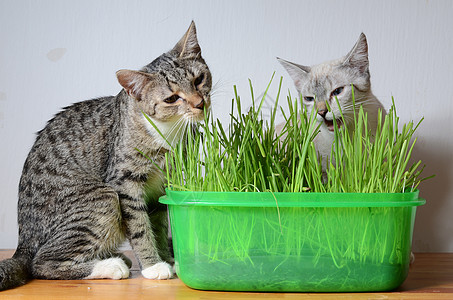 小猫和草哺乳动物植物薄荷猫科动物夫妻灰色宠物动物绿色图片