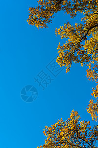 秋叶对蓝天季节植物橙子植物群太阳蓝色森林晴天金子环境图片