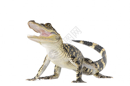 美洲鳄鱼牙齿野生动物工作室身体攻击水平视图动物爬虫曲线背景图片