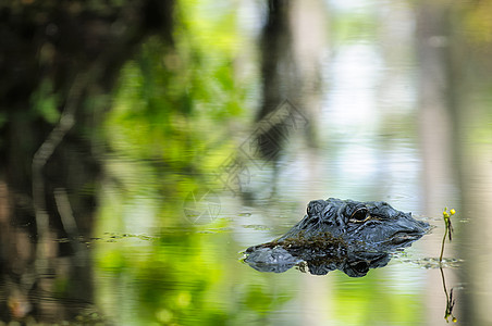 美洲鳄鱼眼睛野生动物爬虫反射动物水平捕食者爆头图片