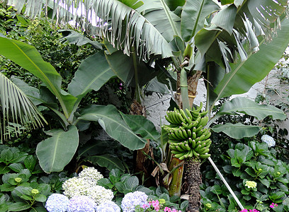香蕉树健康饮食森林人行道雨林饮食食物场景蕨类热带雨林环境保护图片