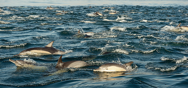 海豚 在海里游泳呼吸团体哺乳动物荒野野生动物骑术动物蓝色海洋气泡图片