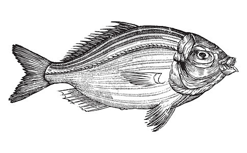 鱼雕刻草图动物硬骨绘画异国淡水艺术鲤鱼生物动物群图片