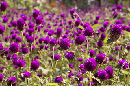 紫色环球芳香花朵图片