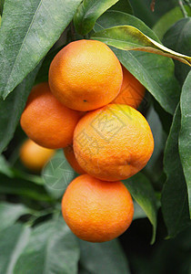 橙子果和绿叶图片