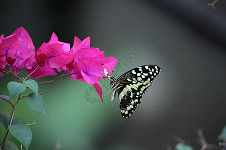 花朵上埃塞俄比亚的蝴蝶邀请函红花燕尾背景图片