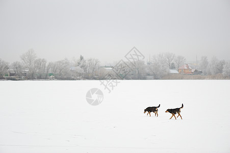 在雪覆盖的田野里 两只黑流浪狗图片