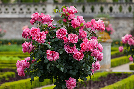 法国卢瓦尔谷花园和城堡万花筒旅行玫瑰厨房恶棍建筑学地标花园场景沙拉图片