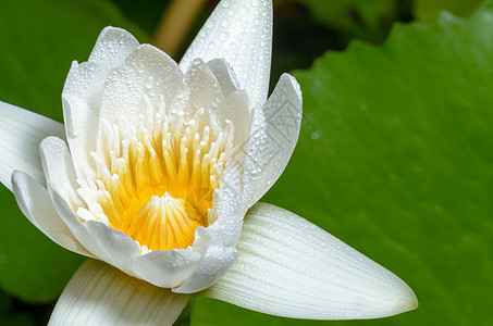 白莲花花宏观热带叶子花粉白色荷花百合植物群花瓣池塘图片