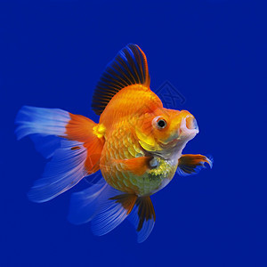 金金鱼宠物鱼缸尾巴水族馆生活荒野自由海洋野生动物动物图片