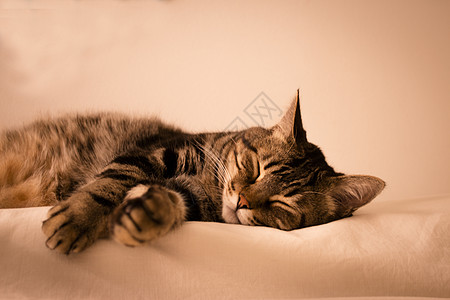 泰比猫睡觉图片