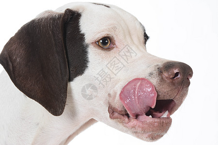 舔嘴唇的狗狗白色猎人宠物舌头运动犬类指针小狗图片