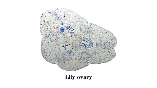 Lily 卵巢显微镜幻灯片光显微显微植物群水果节百合实验室横截面植物微图图片