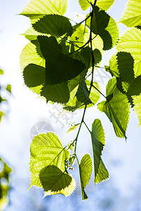 阳光下石灰树的绿叶天空小枝蓝色日光花园椴树树叶森林绿色植物枝条图片