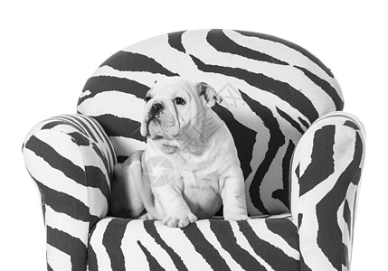 可爱的小狗斑马纹宠物斗牛犬长椅白色黑与白犬类椅子图片