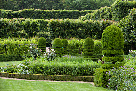 卢瓦尔河谷城堡的装饰性美满花园树篱盒子玫瑰恶棍植物学草本植物生长公园衬套灌木图片