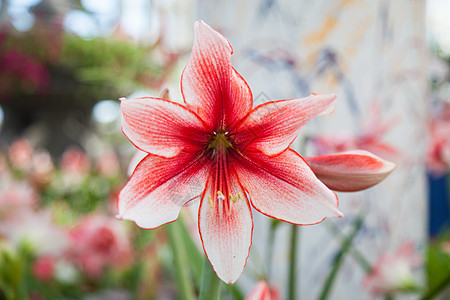 红白大花朵植物绿色粉色季节花束白色红色花园花瓣花朵图片