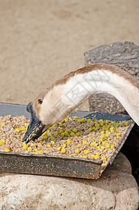 鹅家禽鹅毛笔羽毛动物农场白色棕色眼睛背景图片