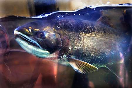 华盛顿州特写州海洋钓鱼绿色尾巴眼睛虹鳟帝王荒野水族馆动物图片