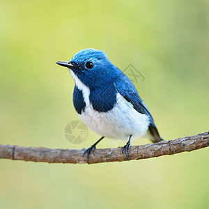 捕猎者Flypathere动物情调荒野栖息异国睫状肌蓝色森林白色动物群图片