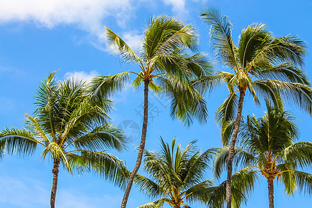 棕榈树与蓝天对立图片