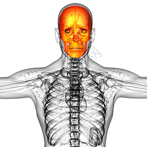 3d 提供头骨的医学插图蝶骨下颌颅骨上颌骨筛骨枕骨鼻音颧骨骨骼图片