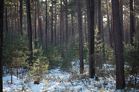 福吉冬季森林冻结场景活力树木松树云杉降雪木头图片
