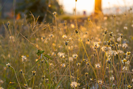 晨光照耀着野花摄影新生活场景阳光叶子辉光季节宏观背光草地图片