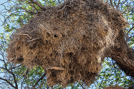 在树上筑着非洲可感人的编织大巢穴公园生态环境蓝色织工野生动物植物群国家荒野动物图片