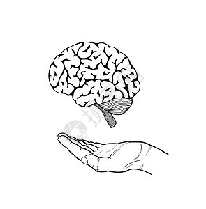 人的大脑和手图片
