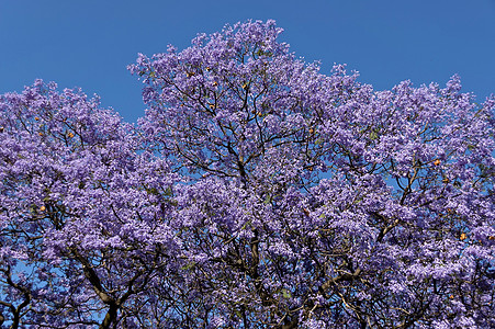 贾卡兰达在春天开花天空花朵紫色淡紫色树木紫丁香图片