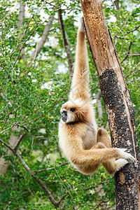 Gibbon 在森林中爬树 泰国Chiangrai动物哺乳动物猿猴白手森林荒野热带动物园树叶环境图片