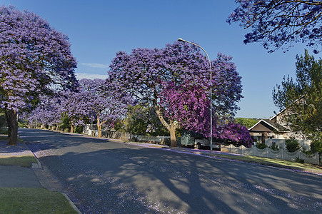贾卡兰达在春天开花树木建筑天空房子淡紫色紫丁香紫色花朵图片