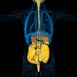 3d为人类消化系统提供医学说明胆囊腹部腹痛膀胱解剖学胰腺图片