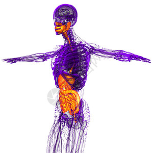 3d为人类消化系统提供医学说明膀胱解剖学胆囊腹部胰腺腹痛图片