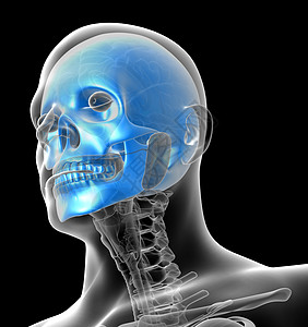 3D人体头骨医学插图颧骨筛骨蝶骨鼻音骨骼上颌骨下颌枕骨颅骨图片