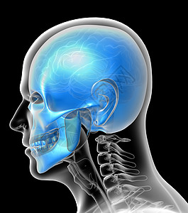 3D人体头骨医学插图枕骨颅骨下颌筛骨上颌骨鼻音骨骼蝶骨颧骨图片
