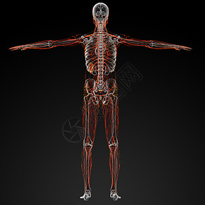 神经解剖学渲染身体感官系统淋巴绳索插图生物学科学图片
