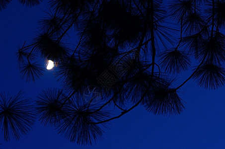 夜空中月光照亮 有松树叶环绕季节热带场景月亮图片