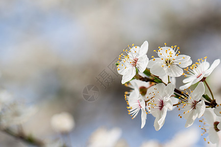 鲜花果树水果白色区系梅花花蜜花粉植物苹果花甘露樱桃花图片