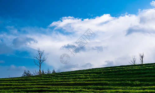 秋天隆利树和蓝天空场地环境横幅季节牧场土地远景国家地平线阳光图片