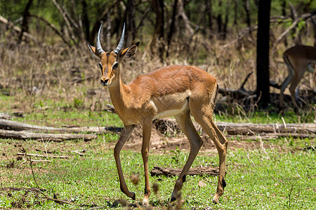印地语动物群野生动物食草荒野哺乳动物羚羊动物图片