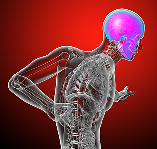 3d为人体头骨的医学插图鼻音蝶骨下颌枕骨上颌骨筛骨颅骨颧骨骨骼图片