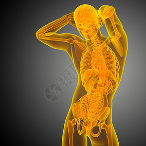 3d为人体解剖的医学插图解剖学骨头骨骼器官身体冒号背景图片