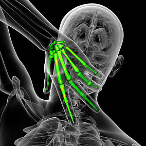 3d为手骨的医学插图指骨方阵手腕肌腱手臂手指骨骼风湿病图片